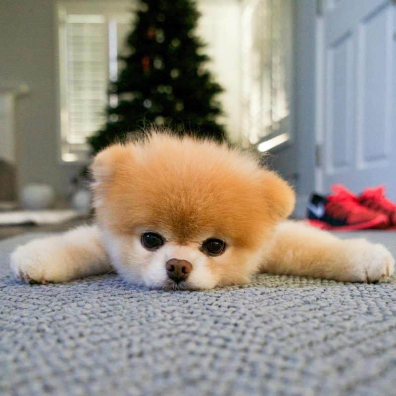 Cachorrinho
