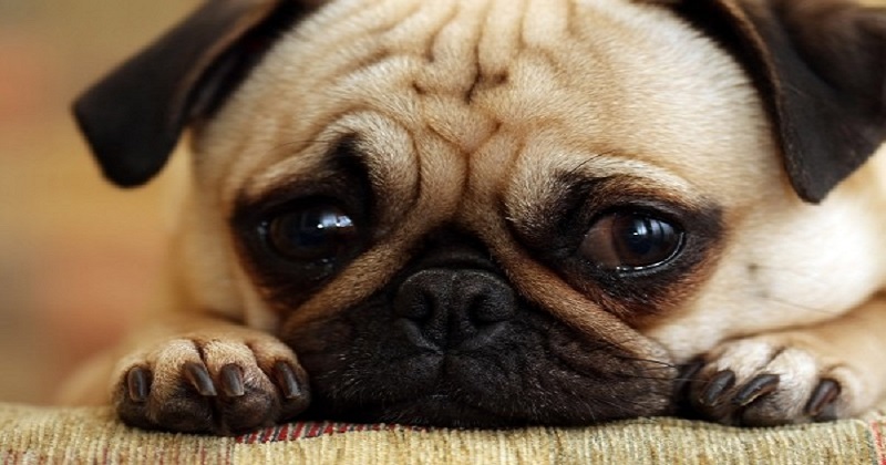 Cachorrinho